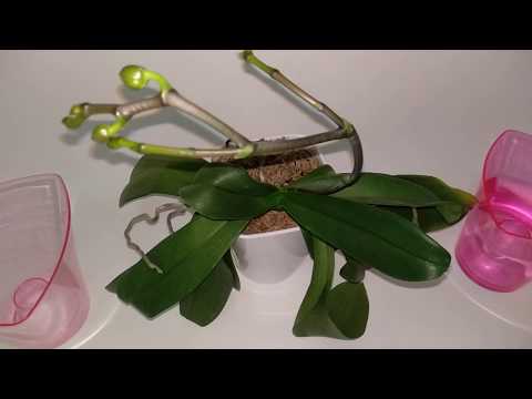 Видео: Корни Орхидеи СОХНУТ от НЕХВАТКИ ПОЛИВА...Листья Орхидеи Вянут