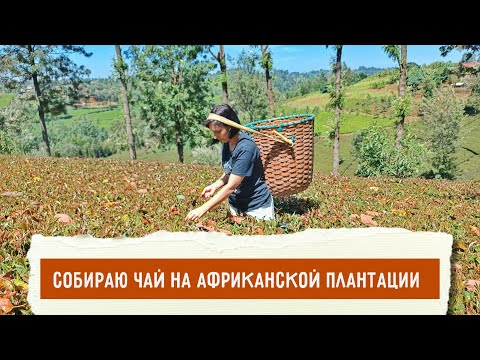 Видео: А вы уже пили ФИОЛЕТОВЫЙ чай? Нет? Тогда мы идём к вам!))