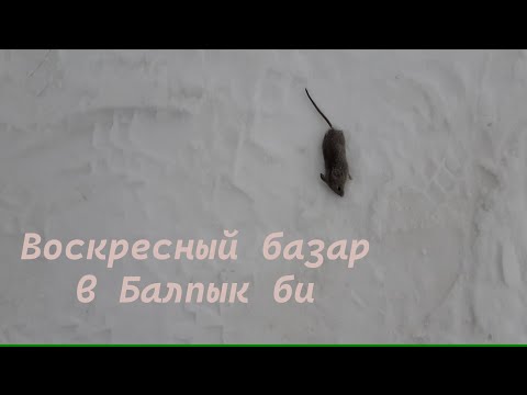 Видео: Воскресный базар в пос. Балпык би 04.02.2024г,  еду обратно