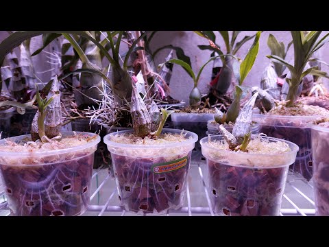 Видео: Очередная посадка новичков, теперь - морковок от Бела Виста. Катасетум или орхидея морковка.