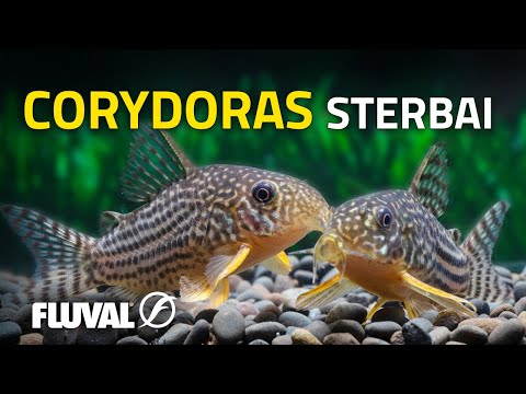 Видео: В центре внимания виды | Corydoras Стербы
