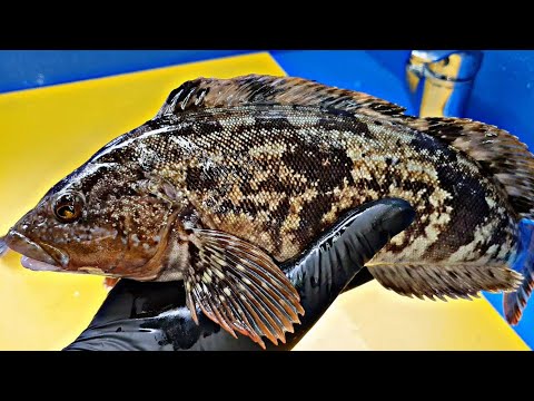 Видео: Greenling, пятнистая зелень живота, нарезанная сырая пятнистая зелень живота, рыбная отделка