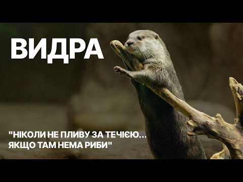 Видео: Це не котик — це ваша нова улюблена хижа тварина