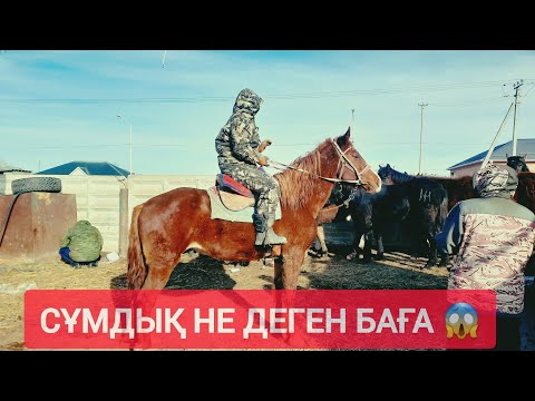 Видео: ҚЫЗЫЛОРДА МАЛ БАЗАР, ЖЫЛҚЫ БАҒАЛАРЫ.