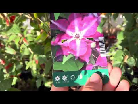 Видео: Клематисы 🌱 купленные в начале года, нашествие кузнечиков 🦗