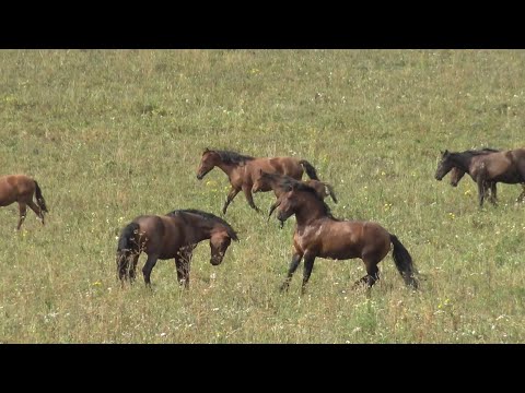 Видео: Жеребец прогнал непрошенных гостей