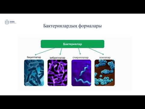 Видео: Бактериялардың формаларының әртүрлілігі  7 сынып