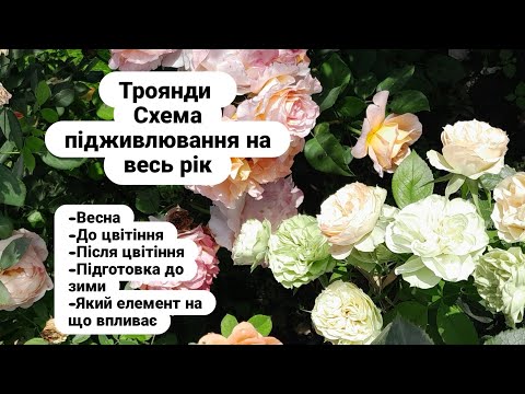 Видео: Підживлення троянд, схема на рік/ Rose feeding, annual schedule