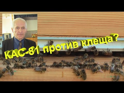 Видео: Профессор Кашковский: КАС 81 против варроатоза