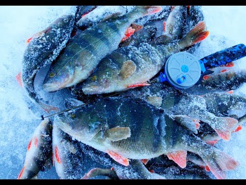 Видео: Ловля КРУПНОГО окуня зимой. Дикие поклевки на блесну и конус. Раскачиваем лунку