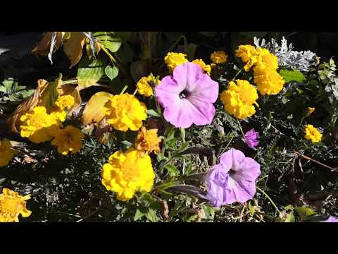 Видео: 006 Конец 2021 садово-огородного сезона. Купил домик в городке.