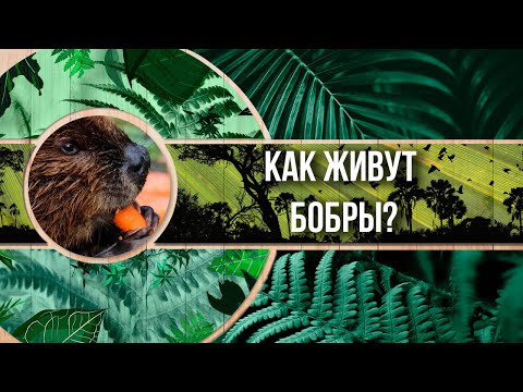 Видео: Как живут бобры и как долго находятся под водой?