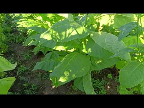 Видео: Бравый 200