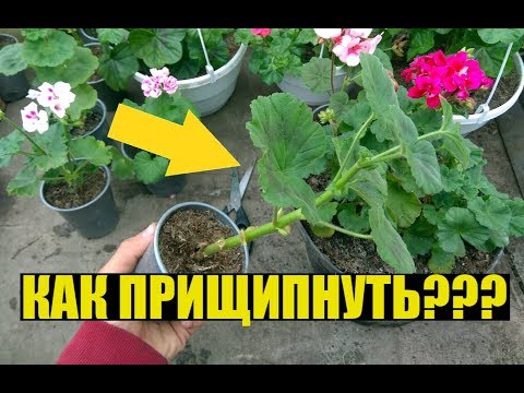 Видео: Прищипка, формирование ГЕРАНИ / ПЕЛАРГОНИИ