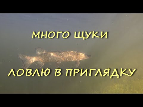 Видео: ТАЕЖНОЕ ОЗЕРО ,ГДЕ ИЗ РЫБЫ ТОЛЬКО ЩУКА. ПОДВОДНЫЕ СЬЕМКИ. КАК РАЗГАДАТЬ СЕКРЕТ ЭТОГО ОЗЕРА.