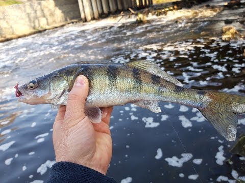 Видео: р. Пехорка. Ловля Бершей на резину, рыбалка на спиннинг