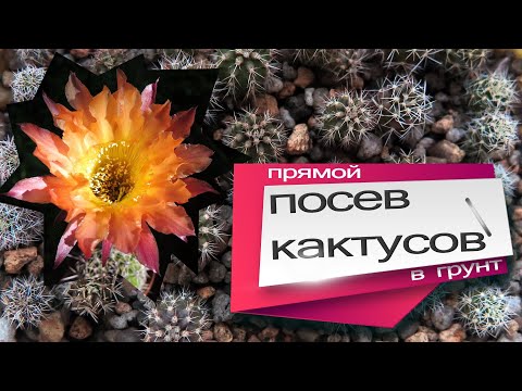 Видео: Прямой посев кактусов в грунт без предварительного проращивания. От семени до сеянца