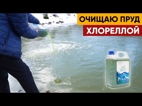 Видео: Добавляем в пруд хлореллу, для того чтобы очистить воду в пруду.