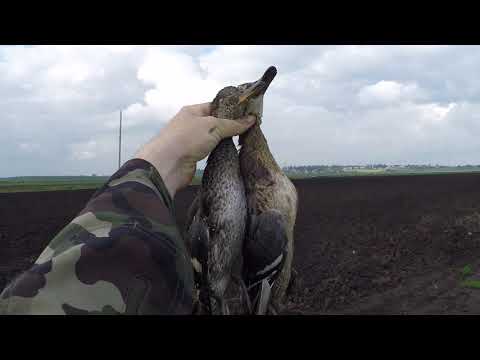Видео: Охота на Утку с подхода 4 2019