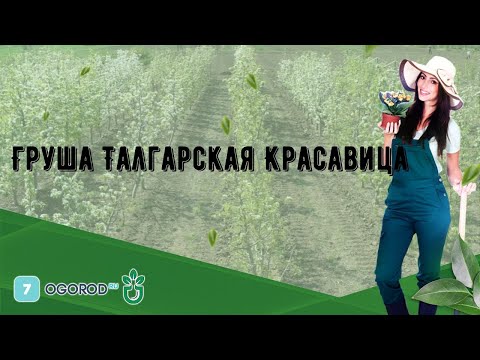 Видео: Груша Талгарская Красавица