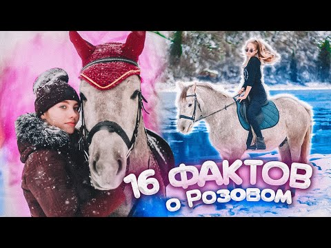 Видео: 16 ФАКТОВ о РОЗОВОМ | Факты о лошадях