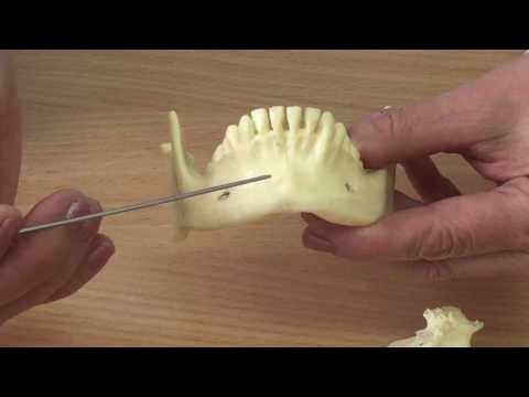 Видео: Төменгі жақ сүйегі