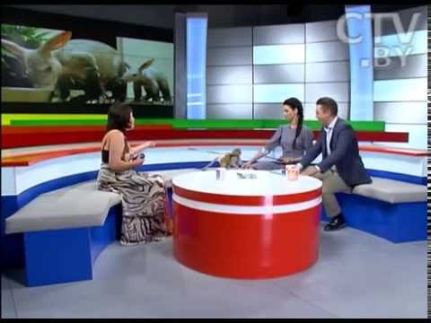 Видео: CTV.BY: Ирина Орлис, зоотехник первой категории Минского зоопарка, в программе «УТРО» на СТВ