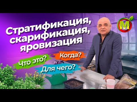 Видео: Стратификация, яровизация, скарификация семян