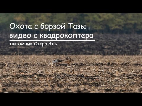 Видео: Охота с Тазы. Видео с ДРОНА. Русак 4600