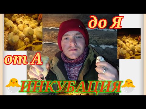 Видео: Период инкубации от закладки яйиц до вылупа 🐣 МЕНЯЮ ПОСТАВЩИКА❗