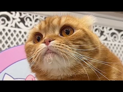 Видео: Наше утро #хиврямэрлин#хиврямоника#хиврята5#cat#шотландскиекотята#