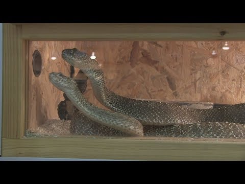 Видео: Изложба на влечуги обяснява: Змиите не са опасни, ако не ги провокираш