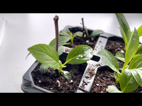 Видео: Комбинированный черенок 🌱Первый опыт и сразу успешный.