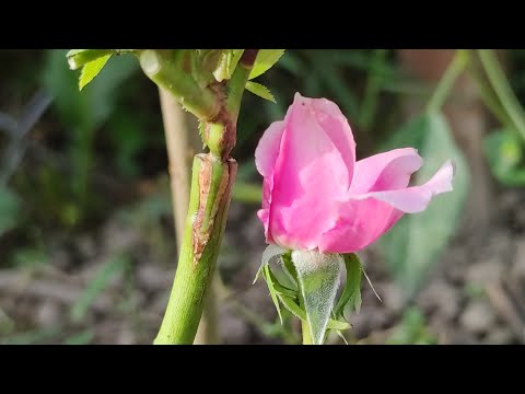 Видео: Grafting Rose // прививка розы