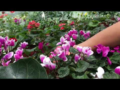 Видео: Болмо гулу | Фикус , Цикламен боюнча видео отчёт