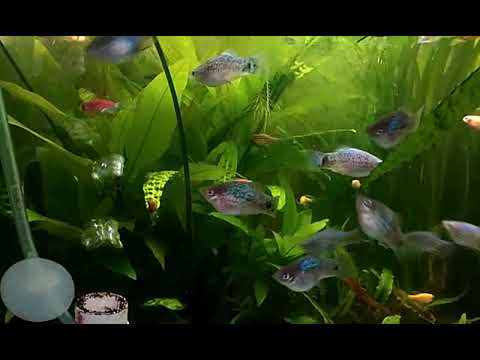 Видео: Обзор , аквариумных рыбок ,Весна всё тает.