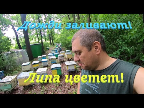 Видео: ✅ Липа цветет, а пчелы седят в ульях! Пасека на связи! #ПЧЕЛОВОДСТВО3