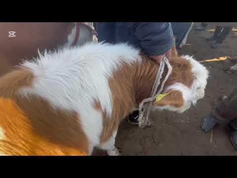 Видео: 09.11. 2025 г.хоразм урганч мол бозори она бола сигир нархлари 