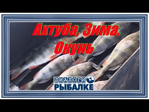 Видео: Диалоги о рыбалке - 001/ Ахтуба, Зима, Окунь!