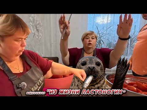 Видео: ОЛЬГА УРАЛОЧКА LIVE//ИЗ ЖИЗНИ ЛАСТОНОГИХ//