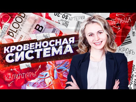 Видео: Кровеносная система | Летний курс | БиоФАК 2022