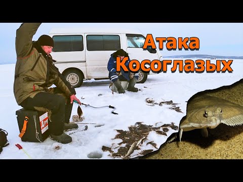 Видео: День когда зашел косяк рыбы! Косоглазая камбала атакует! Рыбалка зимой на донку и поплавок.