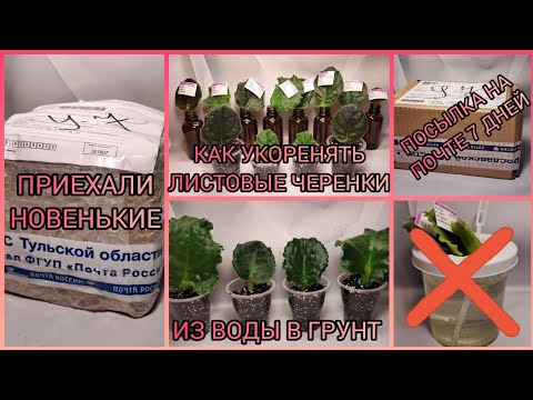 Видео: Приехали новенькие! Посылки с фиалками. Укоренение черенков фиалок. Как НЕЛЬЗЯ укоренять черенки.