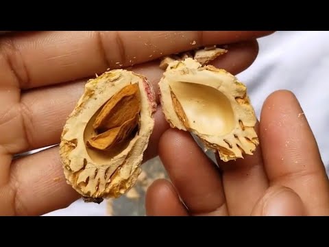 Видео: Как открыть косточки персика