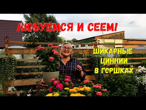 Видео: Как выращивать циннии в горшках, чтобы росли пышными и цвели шапками
