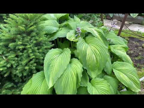 Видео: В саду в гостях у Татьяны Борщевской, г.Кировск, лен. обл.