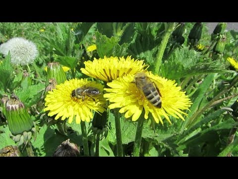 Видео: ДЛЯ ТОГО ЧТО БЫ НЕ БЫЛО РАНО РОЕНИЕ СТАВЛЮ РАМКИ ТОЛЬКО ТАК...