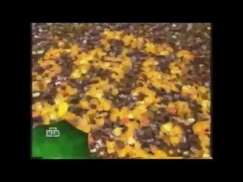 Видео: все заставки и промо НТВ 1993-2016