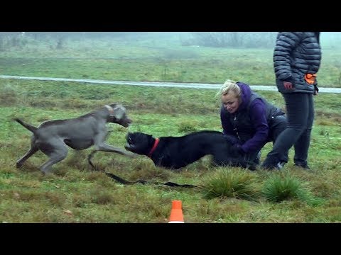 Видео: Когда собаки дерутся, что делать? Выпуск 12.