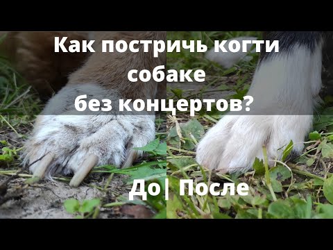 Видео: Собака воет и сопротивляется при стрижке когтей? Как научить собаку стричь когти? Дрессировка собак